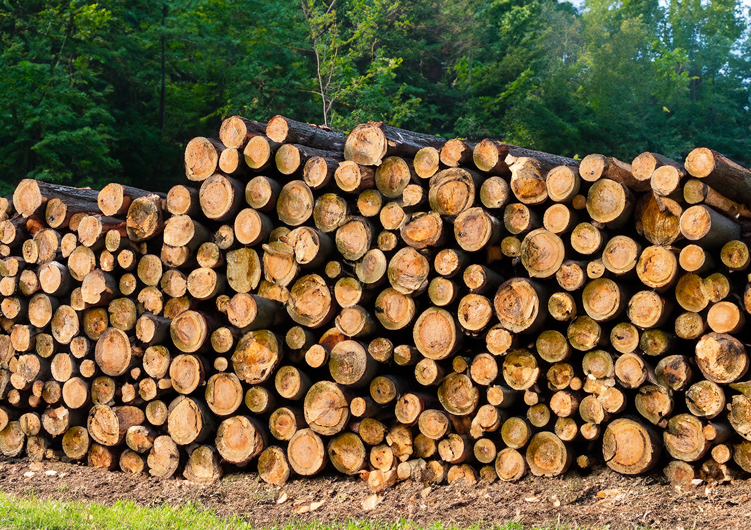 Qu'est-ce que la biomasse : Le carburant naturel pour un chauffage écologique