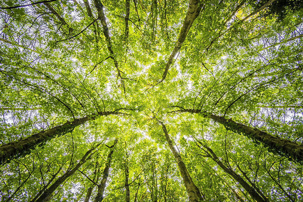Arbres Web