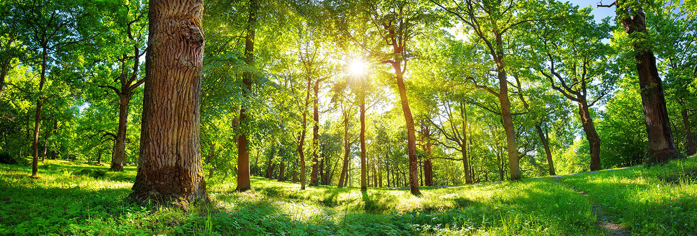 Foret Web