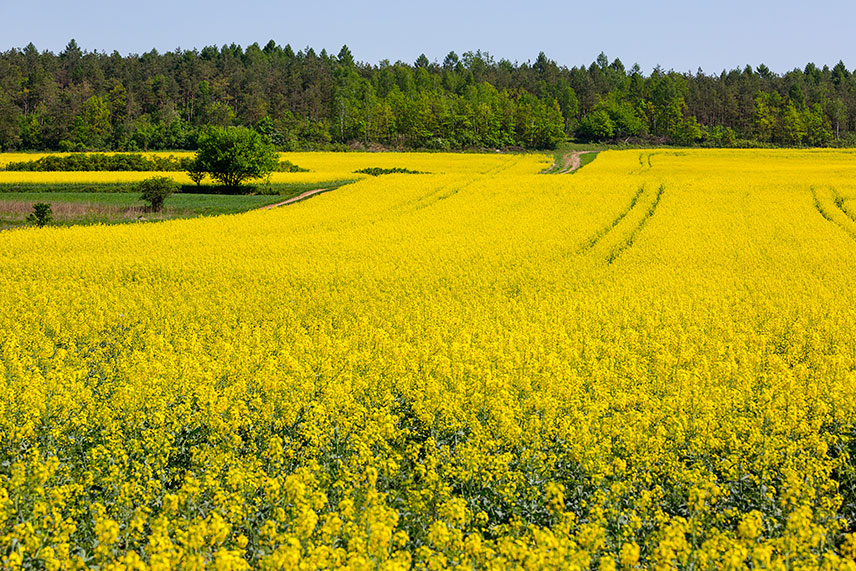 Les qualités du BioFioul F30 : Une alternative écologique et économique pour le chauffage